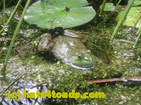 /home//u458753944/public_html/sourcegallery////Frogs/More bullfrogs/DSCN4292.JPG